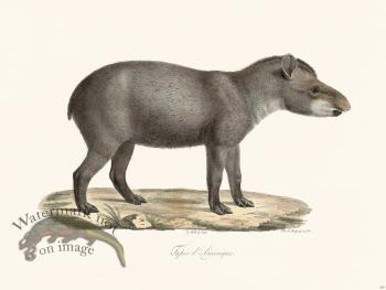 Cuvier 229 Tapir of America